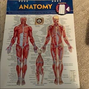 anatomy flip chart